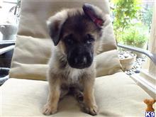german shepherd puppy posted by scottreed1