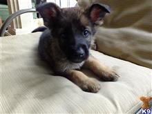 german shepherd puppy posted by scottreed1