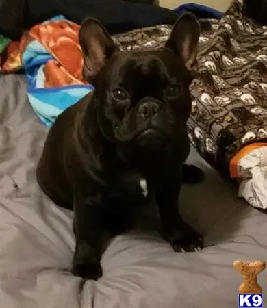 French Bulldog stud dog