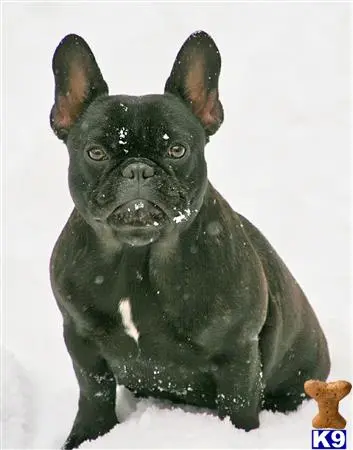 French Bulldog stud dog