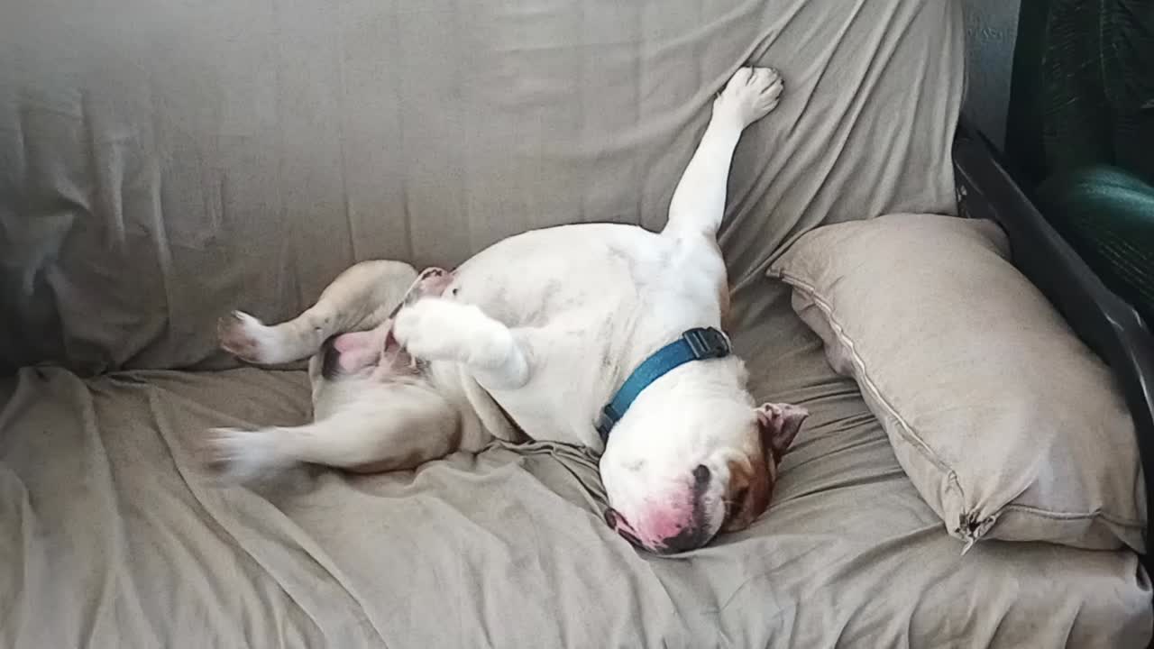 English Bulldog stud dog: Error: Operation returned an invalid status code BadRequest<br/>Stack Trace:    at Microsoft.Azure.CognitiveServices.Vision.ComputerVision.ComputerVisionClient.<DescribeImageInStreamWithHttpMessagesAsync>d__41.MoveNext()
--- End of stack t