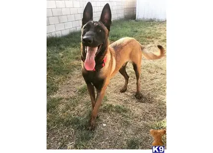 Belgian Malinois