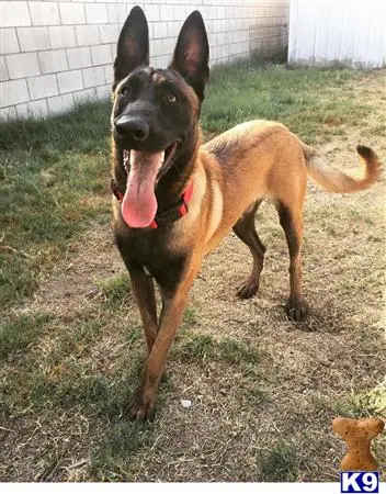 Belgian Malinois stud dog