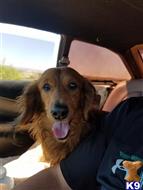 Dasher available Dachshund puppy located in COLORADO SPRINGS