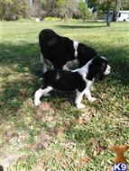 english springer spaniel puppy posted by sdeese
