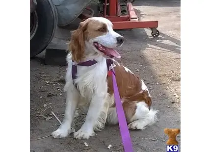 English Springer Spaniel