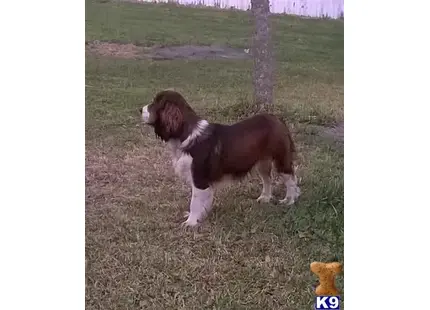 English Springer Spaniel