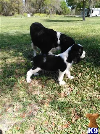 English Springer Spaniel