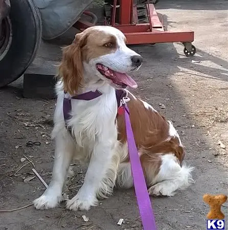 English Springer Spaniel stud dog