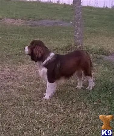 English Springer Spaniel stud dog