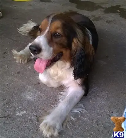 English Springer Spaniel stud dog