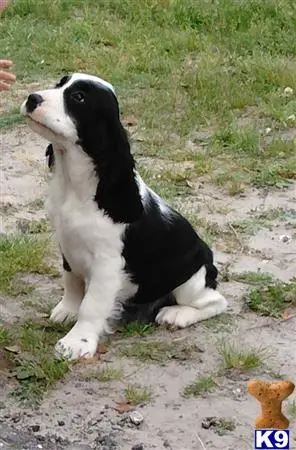 English Springer Spaniel puppy for sale