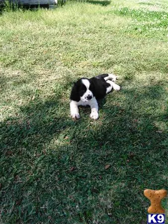 English Springer Spaniel puppy for sale