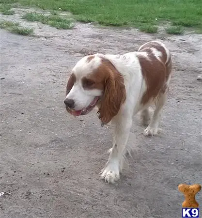 English Springer Spaniel stud dog