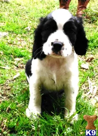 English Springer Spaniel puppy for sale