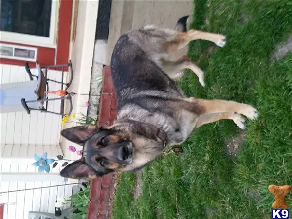 German Shepherd female dog