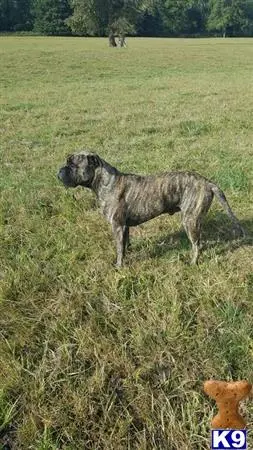 Bullmastiff stud dog