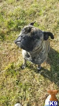 Bullmastiff stud dog