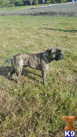 Bullmastiff stud dog