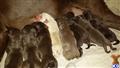 labrador retriever puppy posted by sdopson