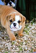bulldog puppy posted by sduboisemond