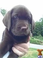 labrador retriever puppy posted by seagator48