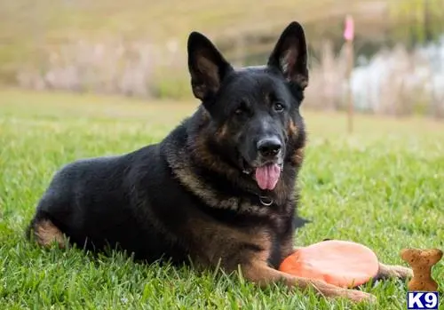 German Shepherd stud dog