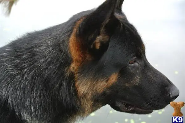 German Shepherd stud dog