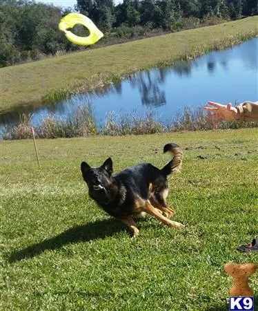 German Shepherd stud dog