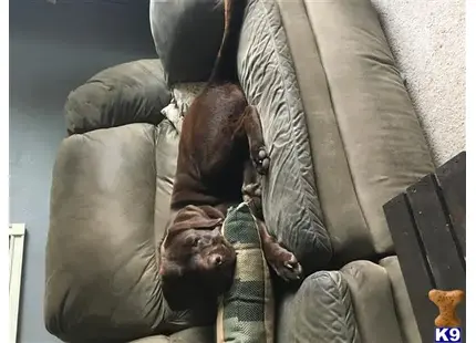 Labrador Retriever stud dog: a man lying on a couch