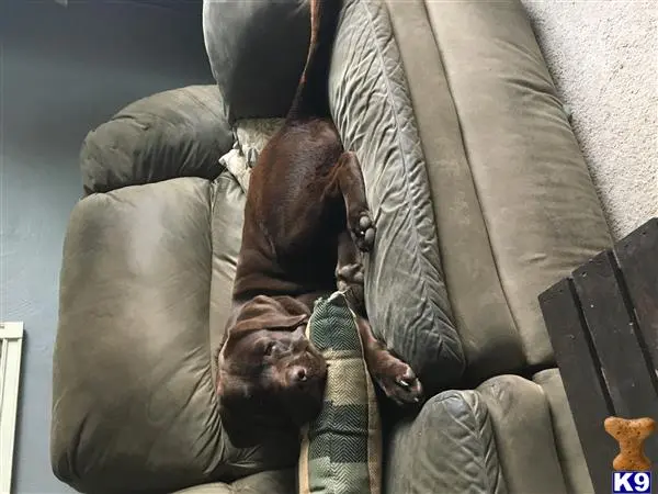 Labrador Retriever stud dog: a man lying on a couch