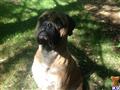 Bullmastiff stud dog: Brindle Bullmastiff sitting in a grassy outdoor setting