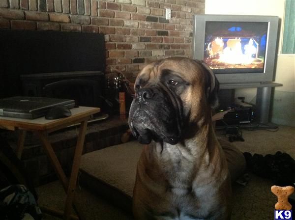Bullmastiff stud dog: Brindle Bullmastiff sitting indoors near a fireplace and television
