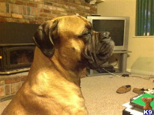 Bullmastiff stud dog: Brindle Bullmastiff sitting indoors with a relaxed expression