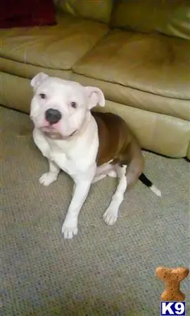 American Bully stud dog