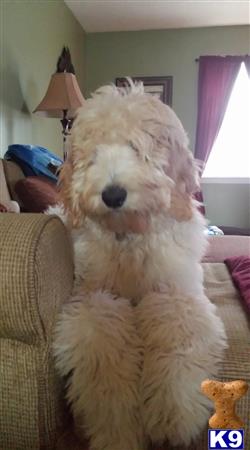 a goldendoodles dog sitting on a couch
