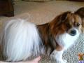 Papillon stud dog: Brown and white Papillon standing on carpet with fluffy tail
