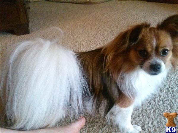 Papillon stud dog