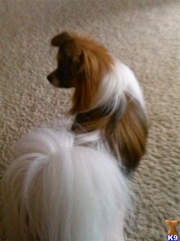 Papillon stud dog