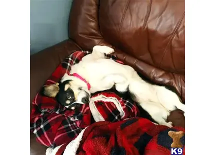 Pembroke Welsh Corgi