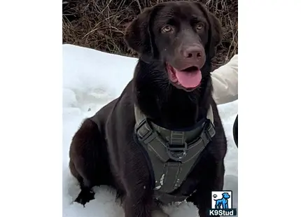 a labrador retriever dog sitting in the snow
