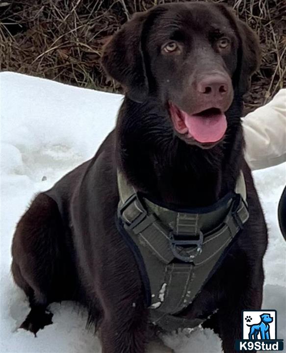a labrador retriever dog sitting in the snow