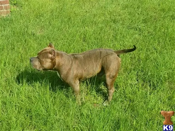 American Bully stud dog