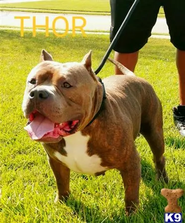 American Bully stud dog