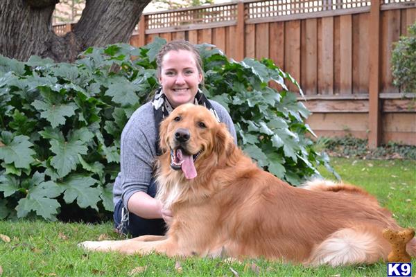 mvp golden retrievers golden retriever stud buster mvp posey 6 years mvp golden retrievers golden retriever stud buster mvp posey 6 years