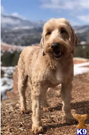 Goldendoodles stud dog