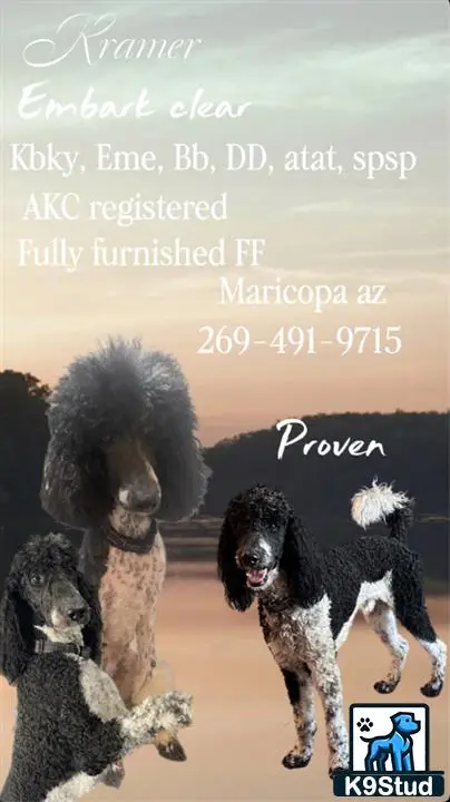 Poodle stud dog: a group of poodle dogs