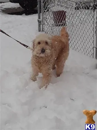 Goldendoodles female dog