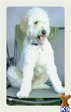 Goldendoodles female dog