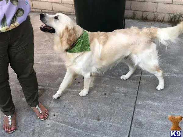 Golden Retriever stud dog